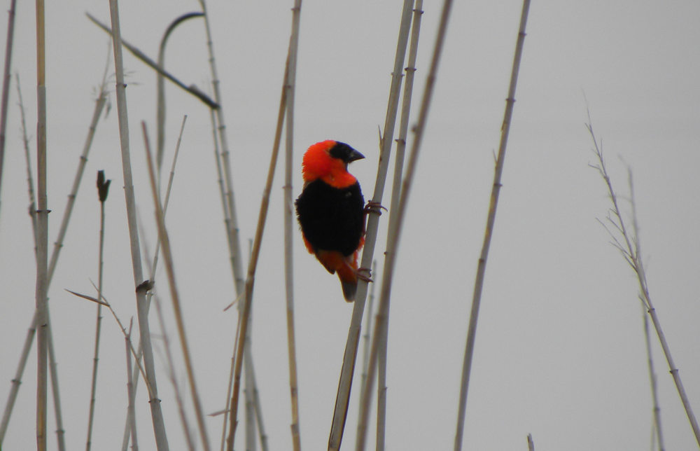 dal Sud Africa: Vescovo rosso (Euplectes orix)